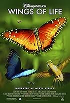 Disneynature: Wings of Life