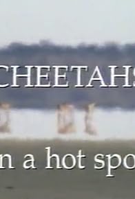 Primary photo for Cheetahs in a Hot Spot