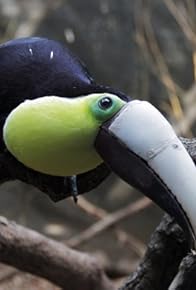 Primary photo for Toucan Nation