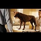 Keisha Castle-Hughes and Koko in Red Dog (2011)