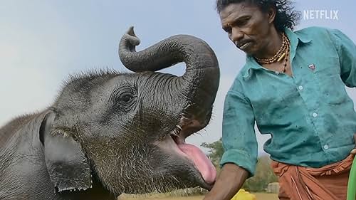 Follows an indigenous couple as they fall in love with Raghu, an orphaned elephant given into their care, and tirelessly work to ensure his survival. The film highlights the beauty of the wild spaces in South India and the people and animals who share this space.