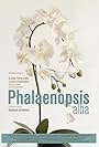 Phalaenopsis Alba (2018)