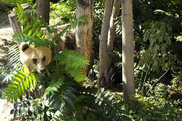 Read more about the article The Skopje City Zoo