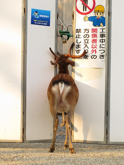 つのが邪魔。