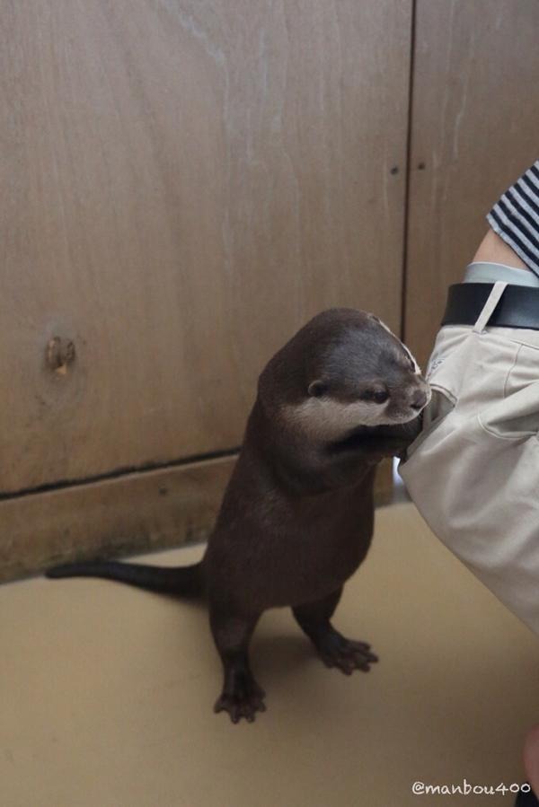 たしか、ここから魚を出してたよなー