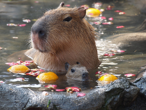 ちっちゃいカピパラがいるよ