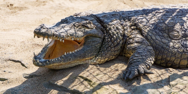 A Nile Crocodile. 