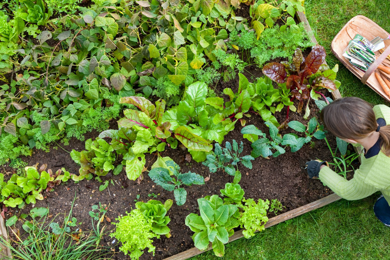 Here are the best raised garden beds to plant a garden almost anywhere. Shop raised garden beds from Home Depot, Amazon, Walmart and more.