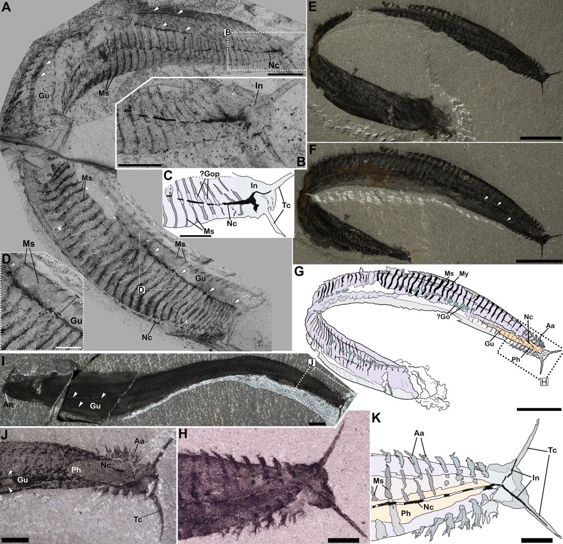 Annotated photos show the newly revised organization of Pikaia gracilens. Abbreviations in box C indicate key features in the fossil seen in box B: tentacles on Pikaia's head (Tc); innervation (In); dorsal nerve cord (Nc); possible gonads (?Go); and myosepta, or connective fascia (Ms). The drawing in box G identifies features in the fossil in box F: front appendages (Aa); the cavity of the pharynx (Ph); gut canal (Gu); and myomeres, or muscle segments (My). Fossil specimens are from the Smithsonian National Museum of Natural History except for the fossil in box I from the Royal Ontario Museum.