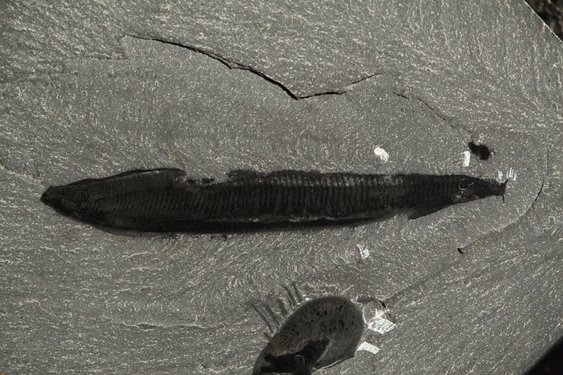 An image of a Pikaia fossil specimen at the Smithsonian National Museum of Natural History shows the gut canal, blocks of muscle tissue known as myomeres, and dorsal nerve cord. Light-colored sediment is visible inside the gut (toward the head on the right).