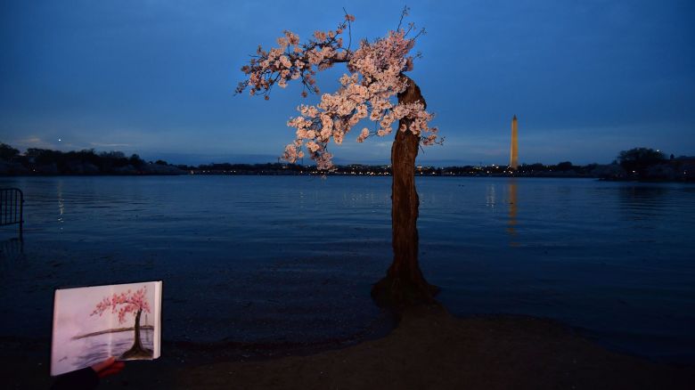 An artist holds her sketch as people visit a beloved iconic cherry blossom tree named ‘Stumpy’ that bloomed for the last time at the Tidal Basin in Washington DC on March 22, 2024.  Visitors are heard sadly saying farewell as they pass by the cherished tree that has become a symbol of resilience. He bloomed over the years despite the frail weathered condition of his fragile shell of a trunk inspiring those who feel broken.  Many found this misshapen hollow trunk holding up a few branches a magnificent work of art.   

