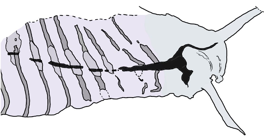 An interpretative drawing of the head of Pikaia gracilens from a fossil specimen at the Smithsonian National Museum of Natural History highlights a thickened part of the dorsal nerve cord. Discovering other Cambrian fossilized nervous systems helped scientists take a fresh look at how Pikaia was organized.