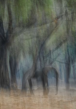For this image, the South African used a slow exposure and moved his camera to give the elephant a ghostly appearance. “I specifically wanted to create a photograph just to illustrate that wildlife is vanishing, the habitat in which animals live is vanishing, and that's just a fact,” he said.