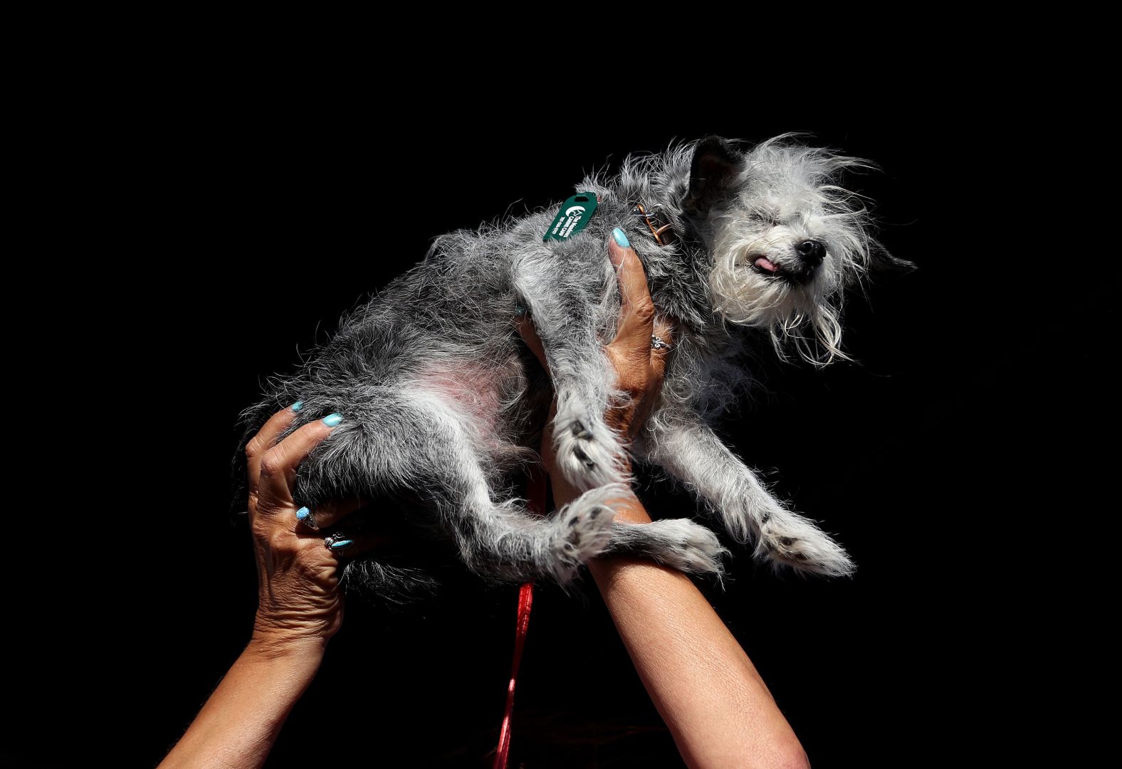 A dog named Ozzie is held up during the <a href="https://www.cnn.com/2024/06/24/us/worlds-ugliest-dog-contest-wild-thang-intl-scli/index.html">World’s Ugliest Dog Contest</a>, which took place in Petaluma, California, on Friday, June 21.