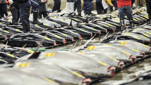 Tsukiji Fish Market