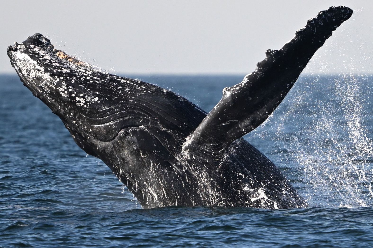 A humpback whale breaches the water off the coast of Niterói, Brazil, on Thursday, June 20.