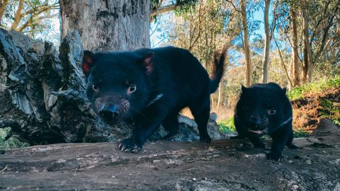 Tasmanian Devil Lisa, the adventurous one.