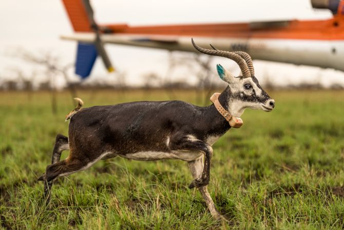 Scientists also fixed GPS devices to some animals (like this white-eared kob) to track their movements throughout the year.