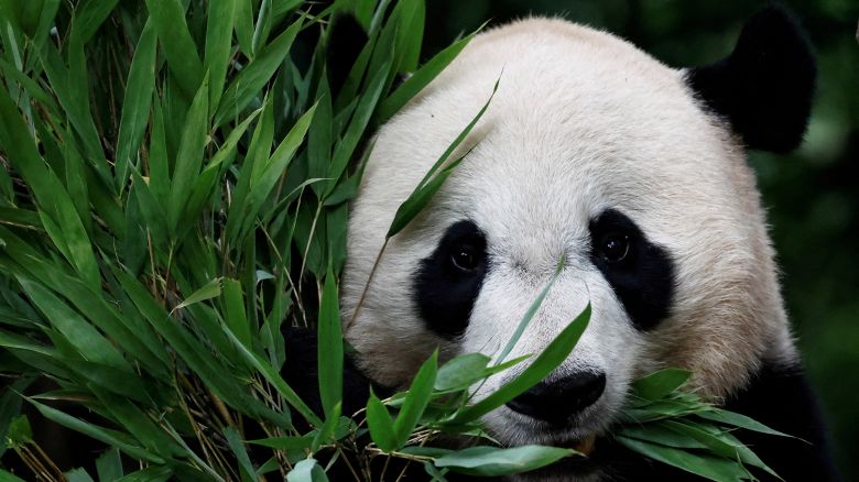 A panda at Ya'an Bifengxia Base of China Conservation and Research Center for the Giant Panda in Ya'an, Sichuan province, China is seen eating bamboo leaves during an organized media tour on June 12, 2024.