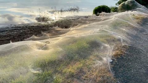 Parts of Gippsland are covered in gossamer.