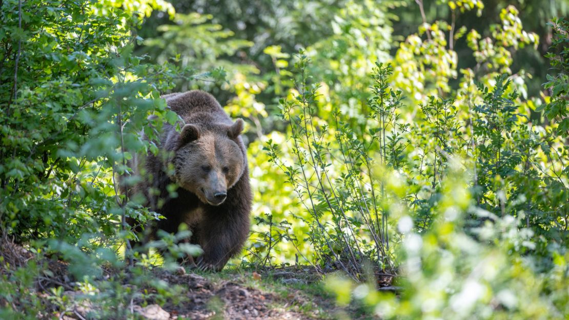 This brown bear was roaming in the Bavarian Forest in Neuschonau, Germany. If a bear starts running toward you, it's important to stand your ground. Bolting away is the wrong move.