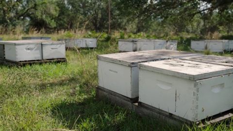 florida bee population weir dnt thumb vpx