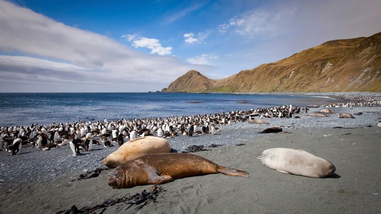 Royal penguins, Eudyptes schlegeli, and Southern elephant seals, Mirounga leonina, on sand beach. Sandy Bay, Macquarie Island, Sub Antarctic, administered by Tasmania, Australia. 