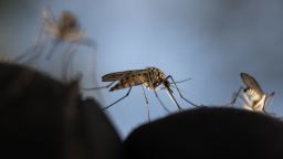 This photograph shows Mosquitoes trying to sting through a glove in a deep forest near Sundom, western Finland, on June 18 2023. Warmer temperatures and presence of stagnant waters creates more habitat for mosquitoes and increase the mosquito bite rate. (Photo by Olivier MORIN / AFP) (Photo by OLIVIER MORIN/AFP via Getty Images)