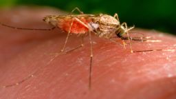 FILE - This 2014 photo made available by the U.S. Centers for Disease Control and Prevention shows a feeding female Anopheles gambiae mosquito. The species is a known vector for the parasitic disease malaria. The United States has seen five cases of malaria spread by mosquitos in the last two months...the first time there's been local spread in 20 years. There were four cases detected in Florida and one in Texas, according to a health alert issued Monday, June 26, 2023, by the CDC. (James Gathany/CDC via AP, File)