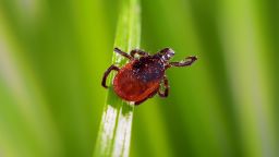 adult tick (Ixodes scapularis) on grass