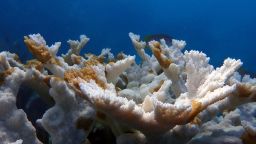 Dead Coral at Sombrero Reef.
