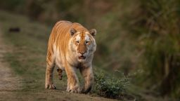 A golden tiger spotted by wildlife photographer Gaurav Ramnarayanan in Kaziranga National Park in Assam, India, on January 24, 2024.