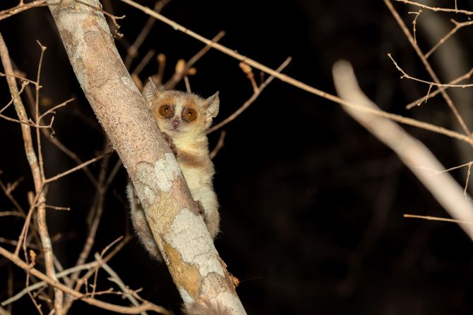 <strong>Madame Berthe’s mouse lemur</strong> is the world’s smallest primate, weighing approximately <a href="https://www.britannica.com/animal/primate-mammal/General-considerations#ref876262" target="_blank">one ounce</a> (35 grams) and measuring around <a href="https://www.britannica.com/animal/lemur-primate-suborder#ref1113098" target="_blank">3.5 inches</a> long. It’s a critically endangered species according to the IUCN, living in pockets of dry forest in west Madagascar threatened by slash and burn farming and tree felling. The mouse lemur’s population was estimated to be no more than <a href="https://www.iucnredlist.org/species/41573/215090010" target="_blank">8,000 adults in 2005</a>, and numbers are decreasing. Unless deforestation is curbed, the IUCN believes it could be “<a href="https://nc.iucnredlist.org/redlist/amazing-species/microcebus-berthae/pdfs/original/microcebus-berthae.pdf" target="_blank">lost before 2030</a>.”