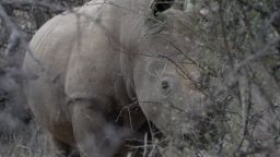 In Northern Kenya’s Sera Conservancy, veterinarians have been using a conservation technology tool called<a href="https://www.earthranger.com/" target="_blank"> EarthRanger</a> to track and monitor wildlife, including Sarah, a pregnant white rhino, pictured center.