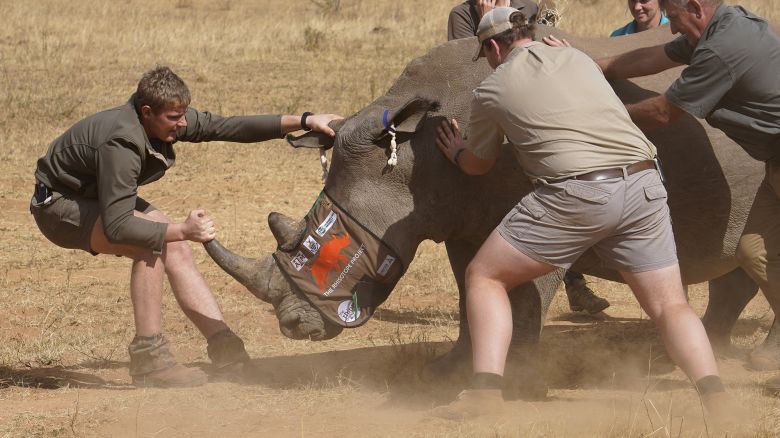 A sedated rhino is prepared to be tranquilized, before a hole is drilled into its horn and isotopes carefully inserted.