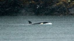 An orphaned Orca calf is shown in a lagoon near Zeballos, British Columbia, Canada, on Tuesday, April 2. 