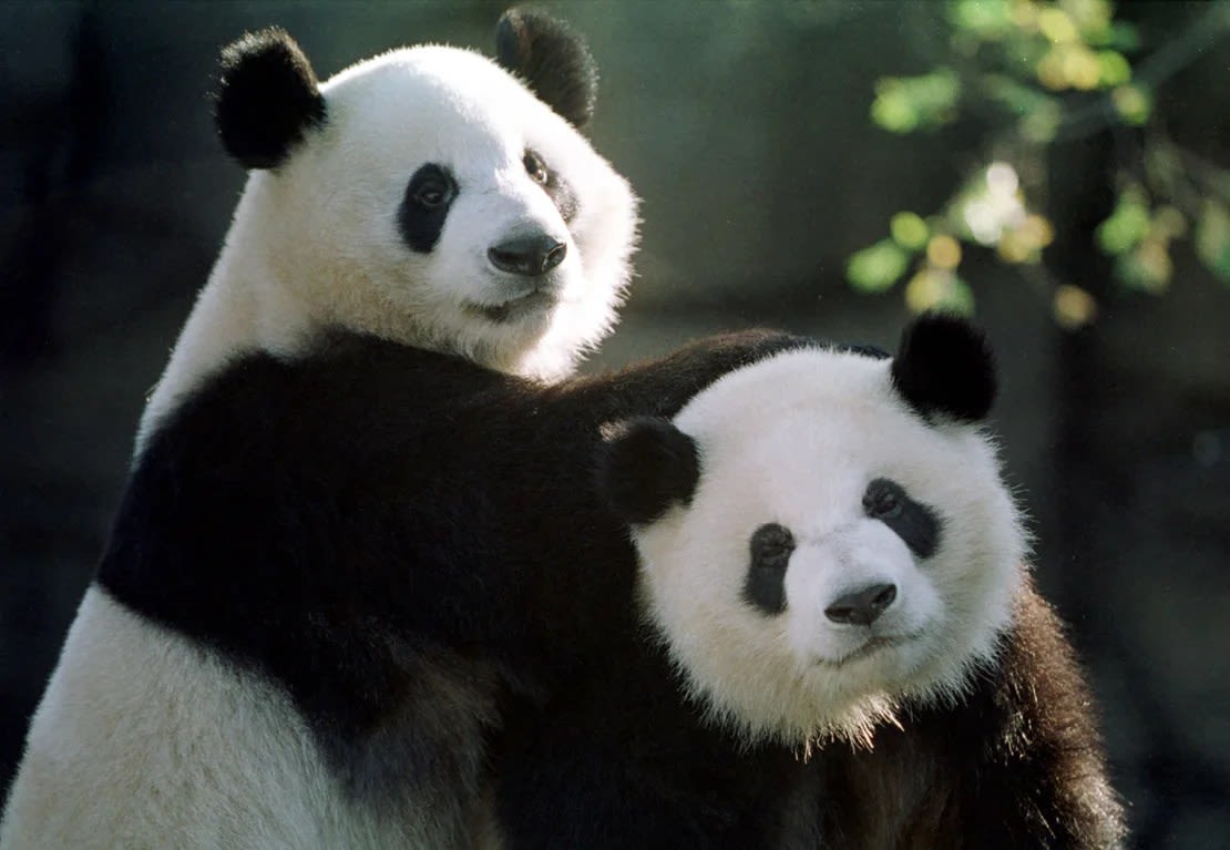 Los pandas Yang Yang, izquierda, y Lun Lun juegan juntos en el Zoológico de Atlanta en noviembre de 1999. Desde entonces, se han convertido en padres de siete cachorros de panda gigante nacidos en el Zoológico de Atlanta, según esa instittución. Crédito: Steve Schaefer/AFP/Getty Images