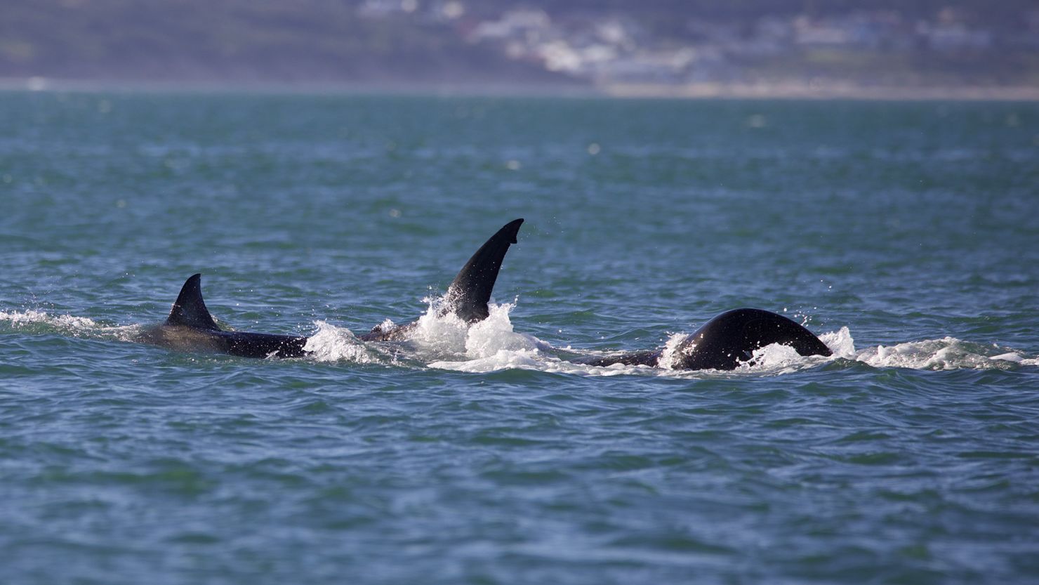 A killer whale known as Starboard preys on a great white shark in June off the South African coast, pushing it through the water while gripping its pectoral fin.