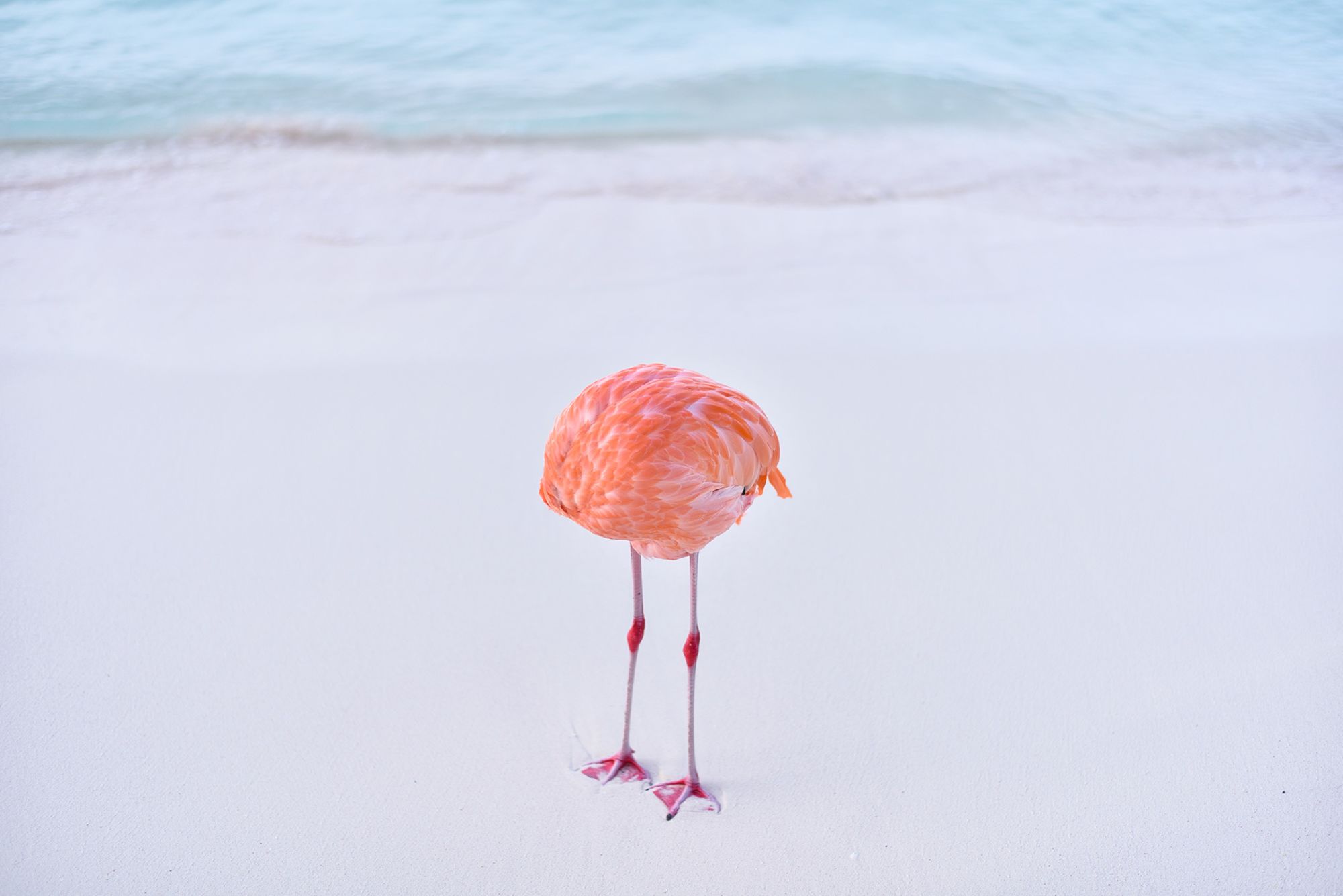 The flamingo in question: feathery, lithe, seemingly headless, shaped like a loaf of bread. But a real bird all the same.