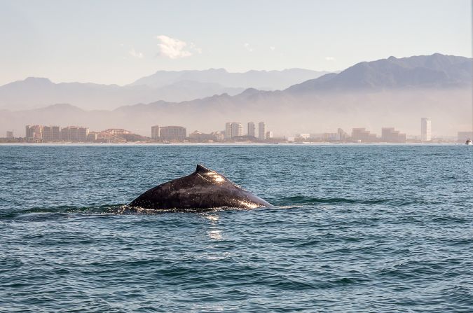 Spotting these majestic creatures is a favorite activity for visitors.