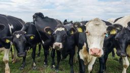 Herd of cows on the pasture is seen near Allerup, Denmark on 5 August 2021  A new project in Denmark aims to reduce dairy cows methane emissions by half through a triple-action cattle feed additive developed to limit the enteric formation of methane (Photo by Michal Fludra/NurPhoto via Getty Images)