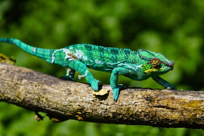 Panther chameleon, Furcifer pardalis, also know as blue chameleon, , Madagascar. (Photo by: Kike Calvo/Universal Images Group via Getty Images)