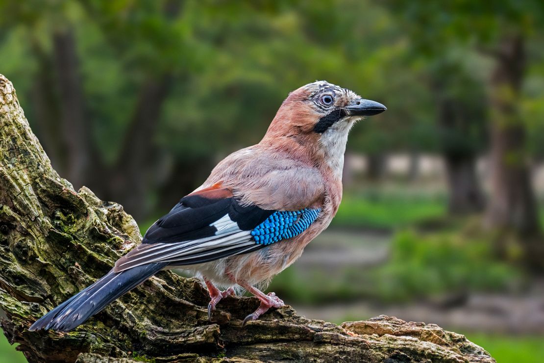 The Eurasian jay may be capable of a humanlike feat of memory, according to new research.