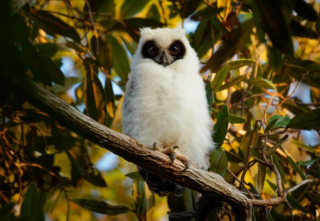 The young <strong>Madagascar owl </strong>(pictured) has a distinctive white down with black eyes. When it reaches adulthood, it has a brown plumage with darker streaks and long tufted ears, surviving on a diet of <a href="https://essagro.mg/beza_mahafaly/wp-content/uploads/2015/10/Goodman-et-al-1993-14609o4.pdf" target="_blank">small lemurs, rodents, frogs, bats, lizards and insects</a>.