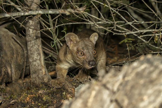 The <strong>fossa</strong> is the <a href="https://www.wired.com/2015/01/creature-feature-10-fun-facts-fossa/" target="_blank">largest carnivorous mammal</a> stalking the forests of Madagascar, growing six feet from nose to tail. A strong climber, this apex predator has lethal claws and teeth capable of taking down <a href="https://www.nationalgeographic.com/animals/mammals/facts/fossa" target="_blank">lemurs</a> and other prey. Known for their unusual and lengthy mating ritual, the fossa was <a href="https://www.britannica.com/animal/fossa-mammal-species" target="_blank">once categorized as a member of the cat family</a>, but today it is classified as a member of <a href="https://www.iucnredlist.org/species/5760/45197189" target="_blank">Eupleridae</a>, a family of carnivores specifically from Madagascar.