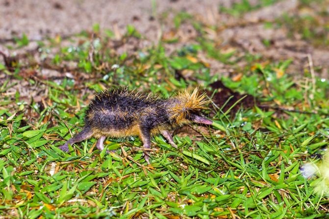 The <strong>lowland streaked tenrec</strong> is part of a group of mammals endemic to Madagascar. <a href="https://www.nhm.ac.uk/discover/the-weird-world-of-tenrecs.html" target="_blank">Floor-dwelling tenrecs are often preyed upon by fossas and other animals</a>, but this species makes it hard work for predators. It will raise its long spines and jump at predators in attempt to scare them off, giving them a reputation as angry little critters. The same spines on its lower back can also rub together to create a high-pitched buzzing sound, which biologists think they use to communicate with their young.