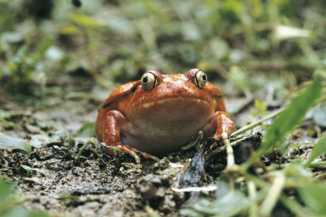 UNSPECIFIED - MAY 08: Close-up of a Tomato frog, Madagascar (Dyscophus insularis) (Photo by DEA / C.DANI / I.JESKE/De Agostini via Getty Images)