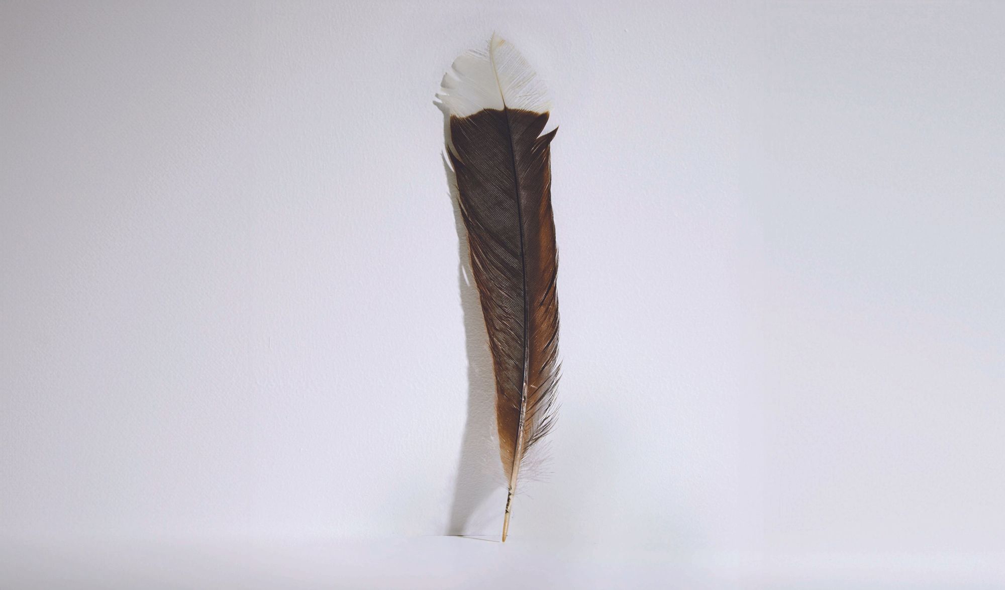 This single feather from an extinct huia bird sold at Webb’s Auction House in New Zealand.