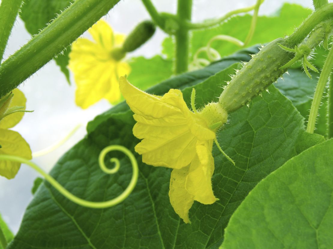 iStock-10182104_cucumber-plant-flowering_s4x3.jpeg