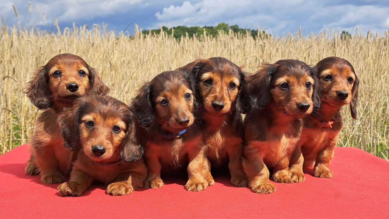 Dachschund puppies